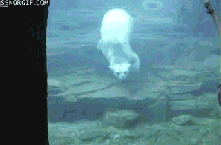 Diving Olympics Gif . Swimming aquarium animals GIF on GIFER - by Rockseeker