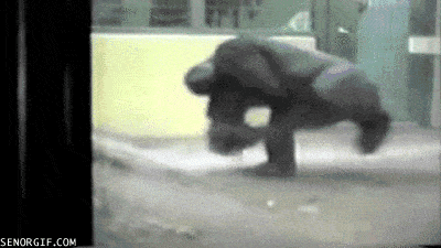 Gorilla Gorille Gif Find On Gifer
