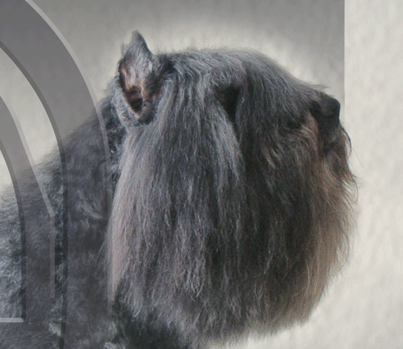 New club castle GIF Find on GIFER