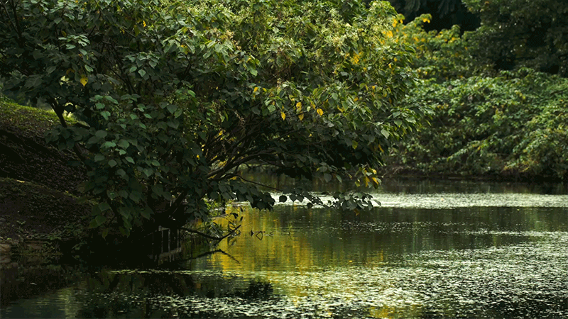 Red hot chili peppers GIF Find on GIFER