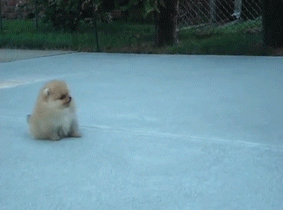 GIF animation domination high def foxadhd animation