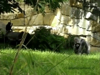 Gorille Throw Werfen Gif Find On Gifer