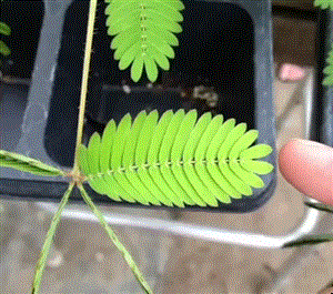 Gif Pudica Mimosa Animated Gif On Gifer