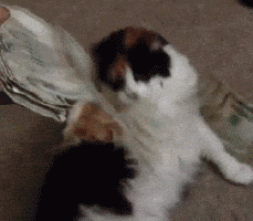 Time fucking GIF - Find on GIFER