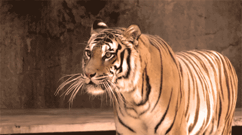 Angry tiger roar GIF Find on GIFER
