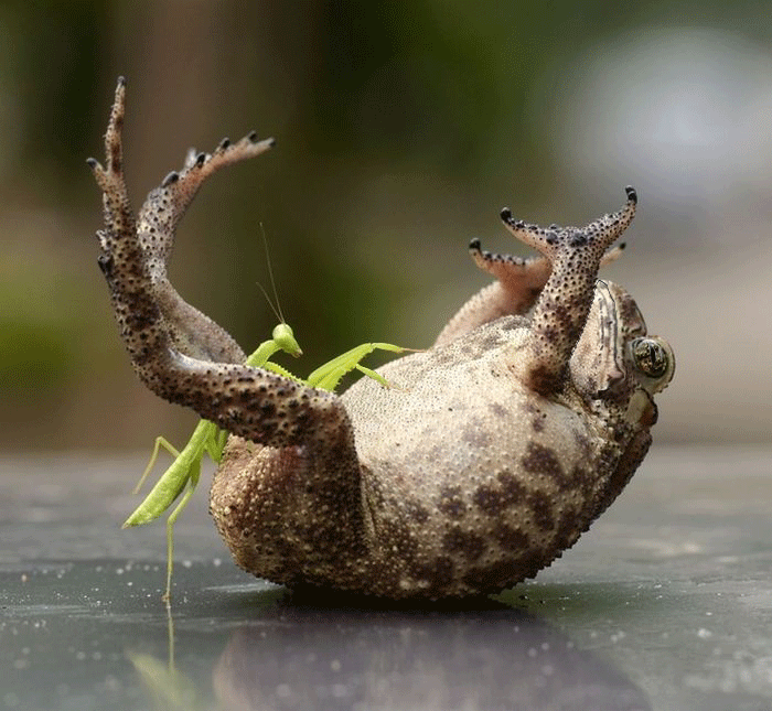 Toad frog tickling GIF Find on GIFER