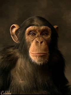 Gif Chimpanzee Animated Gif On Gifer