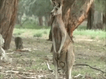 Time Park Wildlife Gif On Gifer By Adriezan