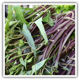 Swamp GIF Find on GIFER