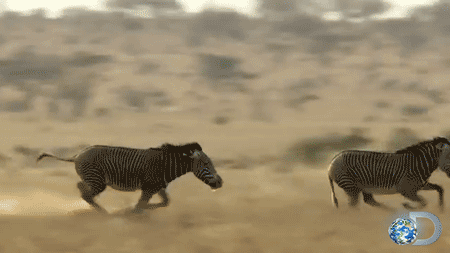 Discovery Madewithatoms Zebras Gif Find On Gifer