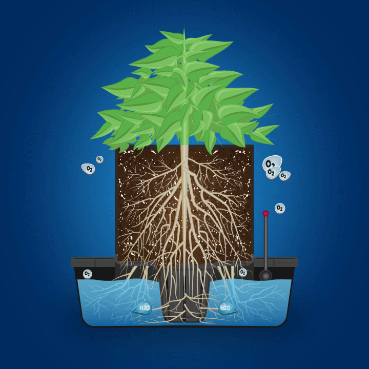 Possum animals licking GIF Find on GIFER