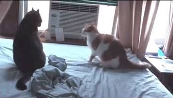 Sparta animals being jerks GIF Find on GIFER