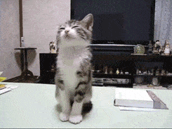 Hump Day Gif Find On Gifer