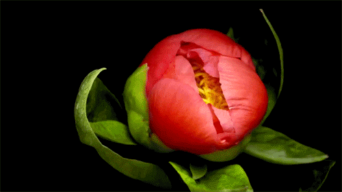 Buzzfeed Delightful Gif Find On Gifer