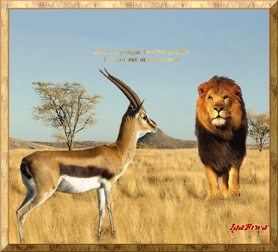 Lion GIF Find on GIFER