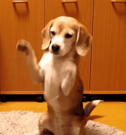 Perro Gif Find On Gifer