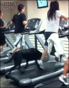 Dog animals running GIF Find on GIFER