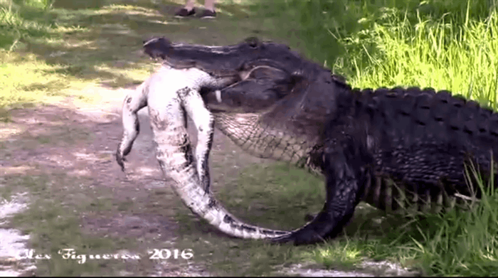 Jaguar Vs Crocodile Gif