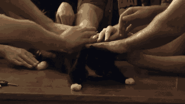 Gatti Gatinhos Kitten Gif Find On Gifer