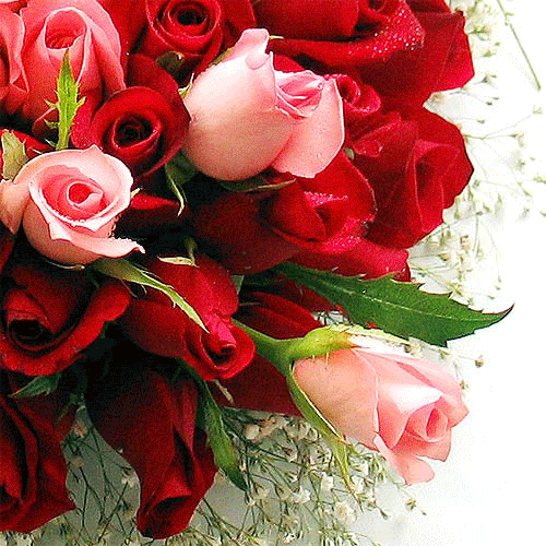 Roses GIF Find on GIFER