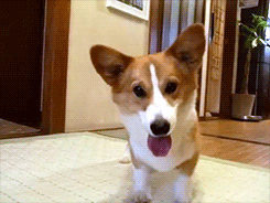 Animales Baila Gif En Gifer De Vuzahn