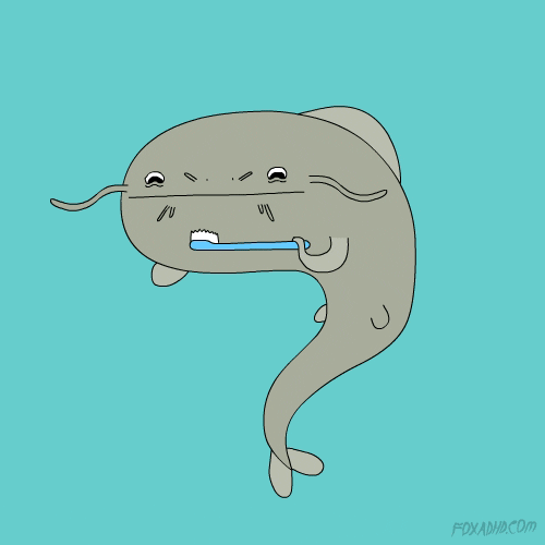 Catfish cute GIF Find on GIFER