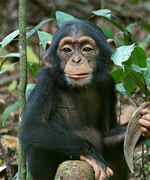 Monkey animal GIF Find on GIFER