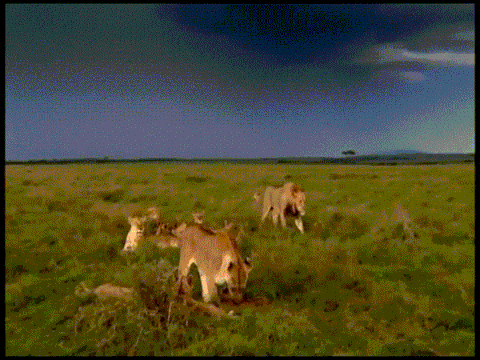 Gif Animaux Animales Animated Gif On Gifer