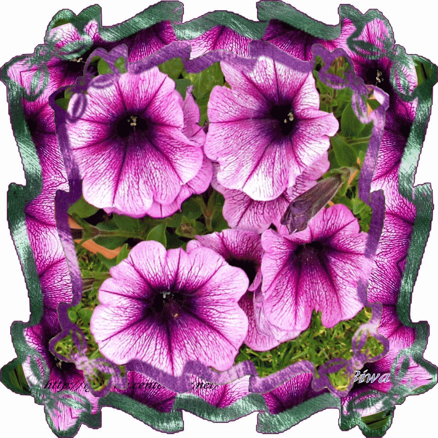 Mike Tomlin Animated Gif