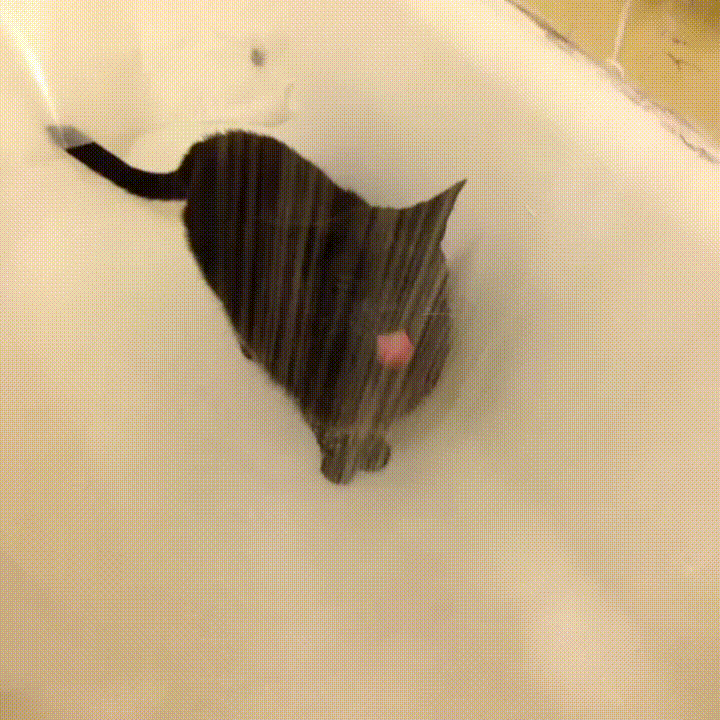 Cat shower mlem GIF Find on GIFER