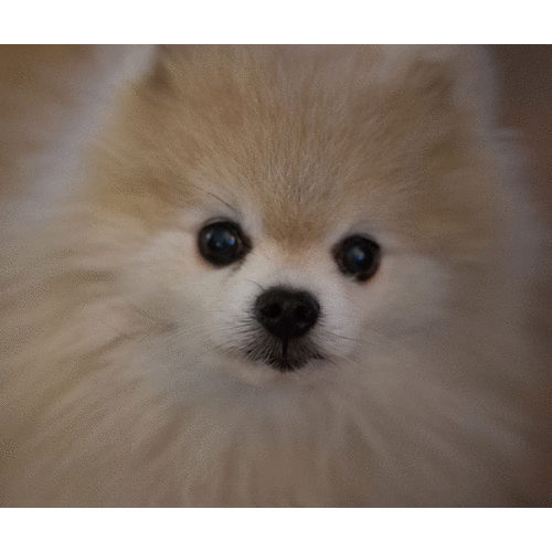 Cute dog animals GIF Find on GIFER