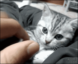 Seite Animais Animaux Gif On Gifer By Spellseeker