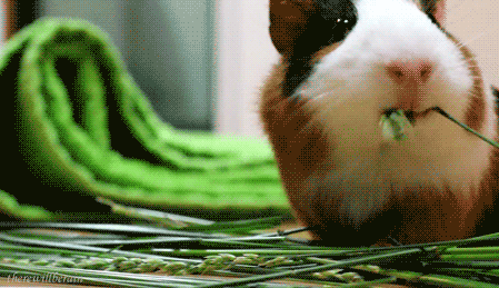 Animais Animaux Tier Gif Find On Gifer
