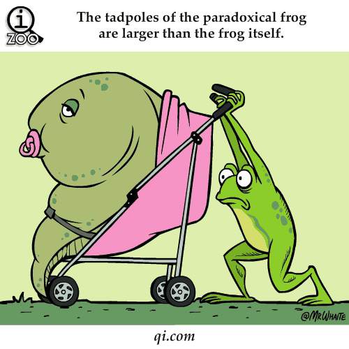 Animal facts fun facts GIF Find on GIFER