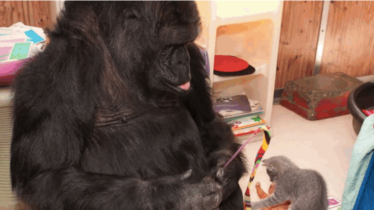 Gorilla Gorille Gif Find On Gifer