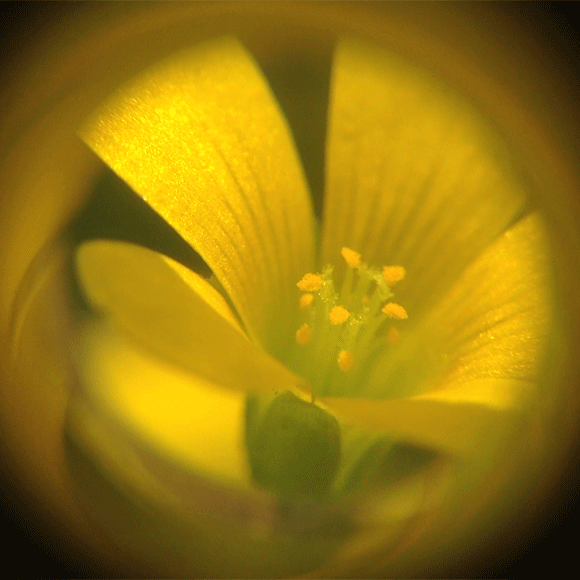 Share the best gifs now >>>. Gif Fleurs Flowers Animated Gif On Gifer