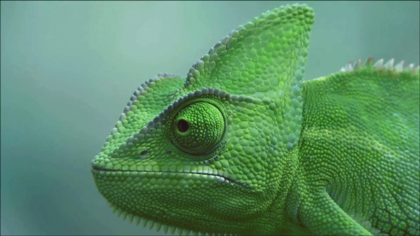 Chameleon cinemagraph GIF Find on GIFER