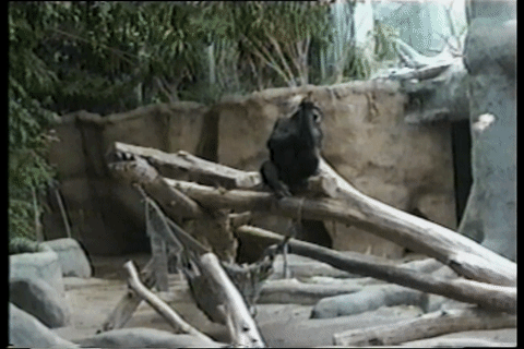 Tiere Animais Gif Find On Gifer