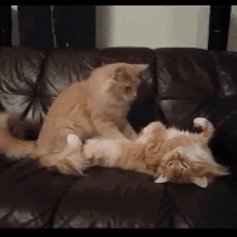 Thevideobook funny cat GIF Find on GIFER