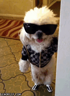 Animated Gif Dancing Dog