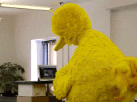 Bird GIF Find on GIFER