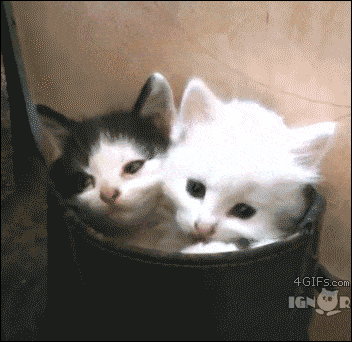 Cat kitten stuck GIF Find on GIFER
