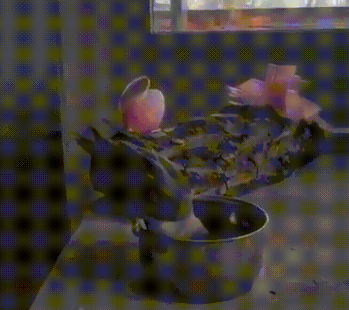 Gif Chau Animales Graciosos Adios Gif Animado En Gifer