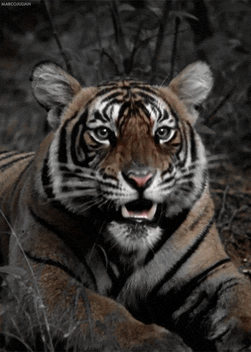 Sad Tiger Gif