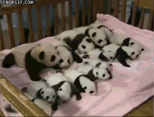 Animais Tiere Cute Gif Find On Gifer