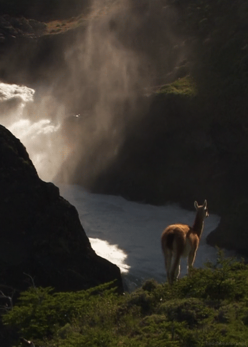 Nature mountain deer GIF Find on GIFER