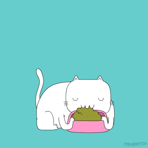 Cat cute dog GIF Find on GIFER