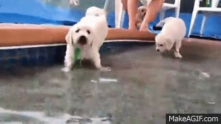 Gif Filhote De Cachorro Cachorro Cachorrinho Gif Animado Em Gifer