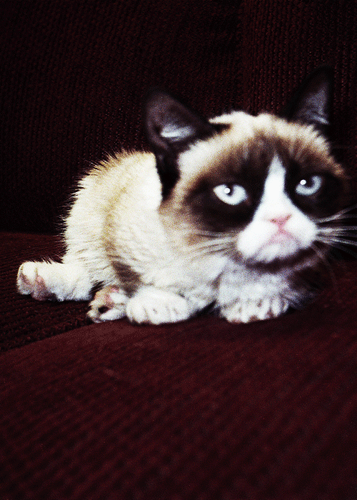 Funny Grumpy Cat Gifs
