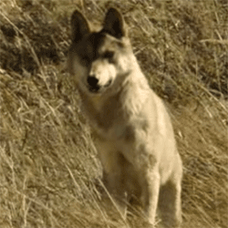 Art gucci art nouveau GIF on GIFER by Lightraven